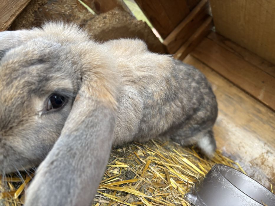 Królik rasy baran francuzki