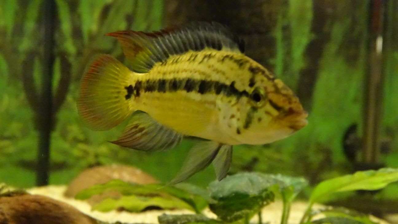 Apistogramma kullanderi F1