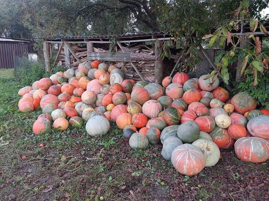 Продам гарбузи, самовивіз
