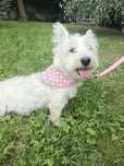 Śliczna Lusia West Terrier