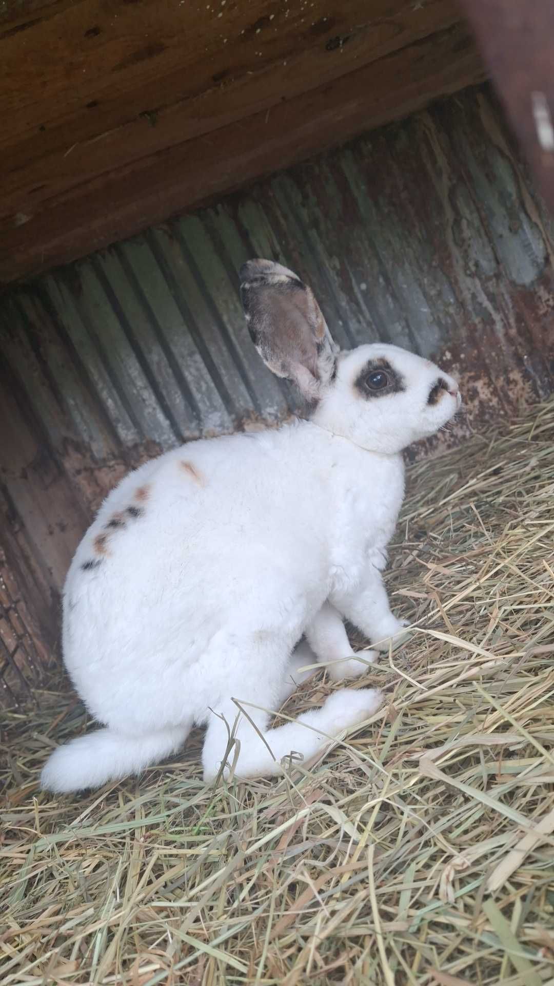 Sprzedam Królika rasy Rex Samiec