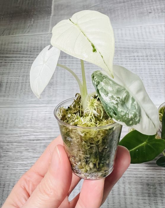 Alocasia набір алоказій  5 сортів