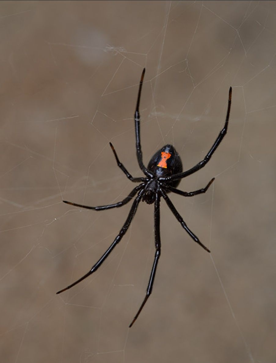 Pająk Latrodectus Hesperus z terrarium. Gratis kubek VenomousArt