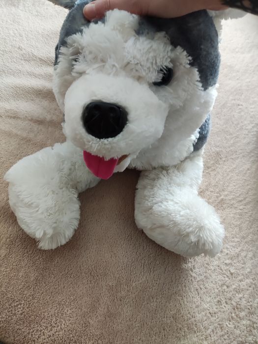 Peluche cão husky
