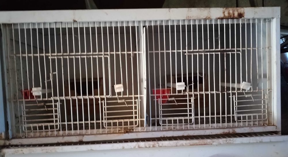 Viveiro Para aves de 4 divisões