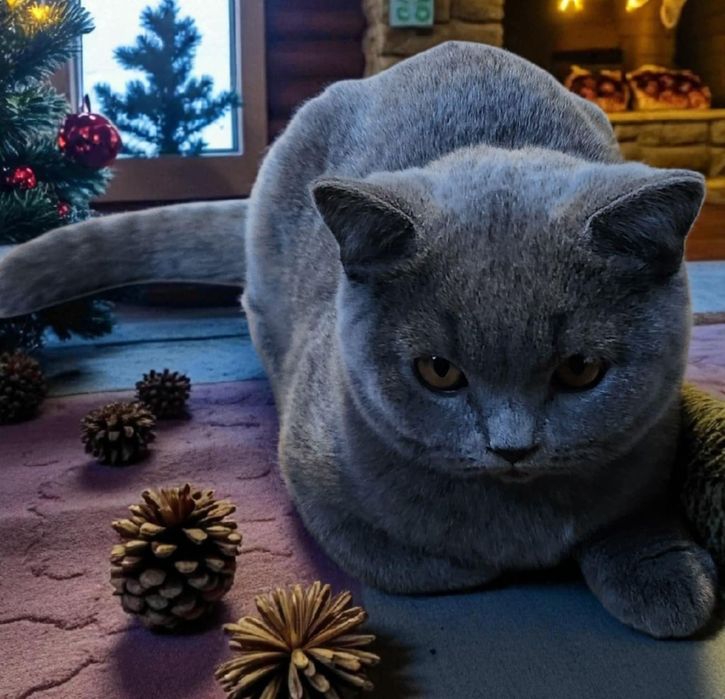 Kotek Brytyjski MICHAELKA BLUE*PL z rodowodem WCF