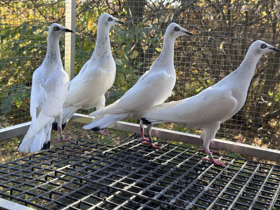 Srebrniaki wyloty 25r