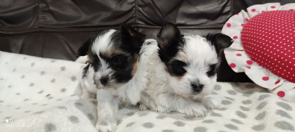Yorkshire terrier biewer mini z metryką
