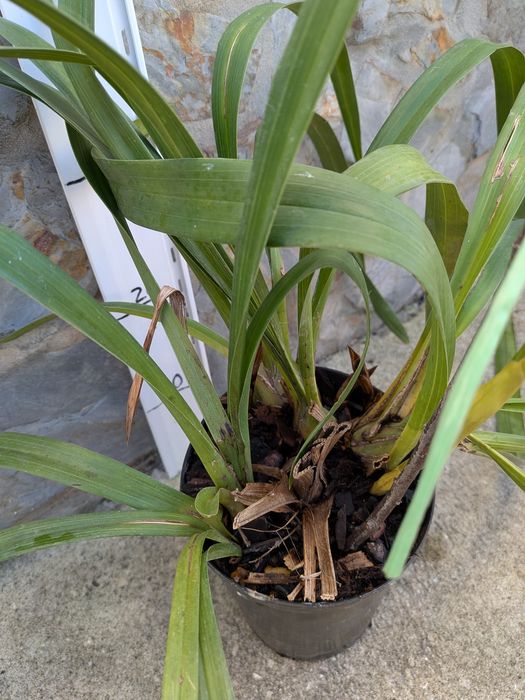 Orquídeas Cimbidium