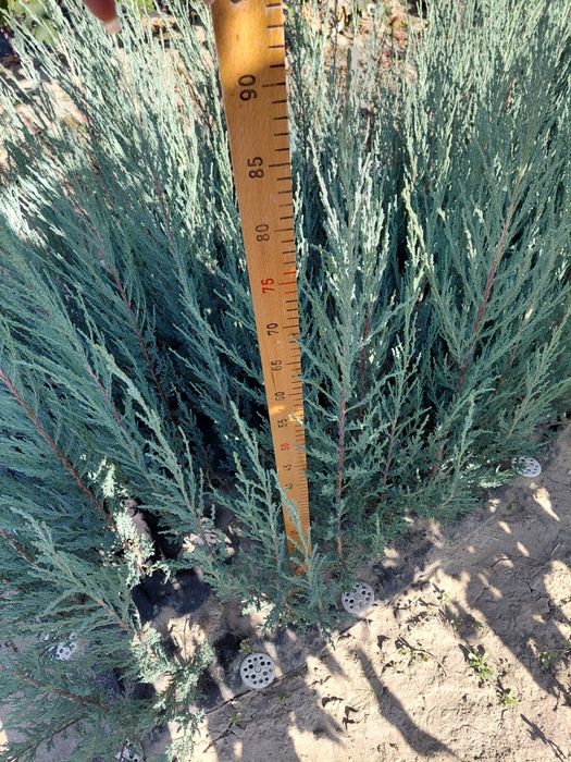 Саджанці ялівець Блю Ерроу, саженцы можжевельник Блю Ерроу, Blue Arrow