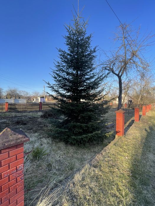 Ялинка зелена звичайна