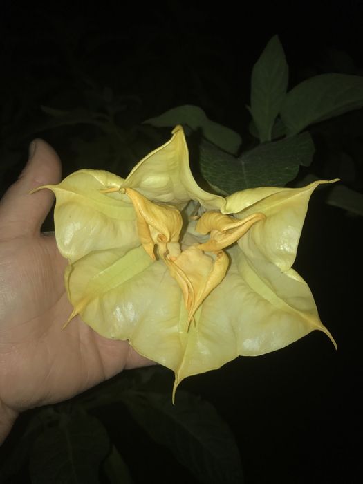 Datura - burgmansja 25  Nasionka mix