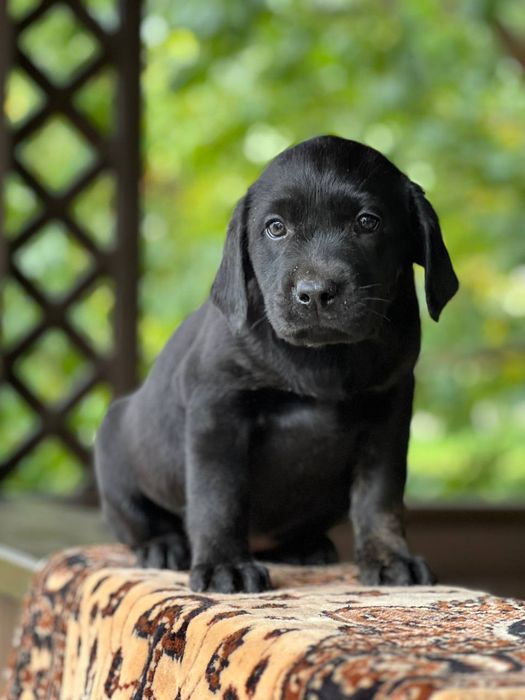 Продам лабрадорів