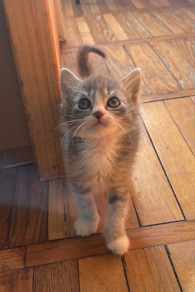 Кошенята безкоштовно