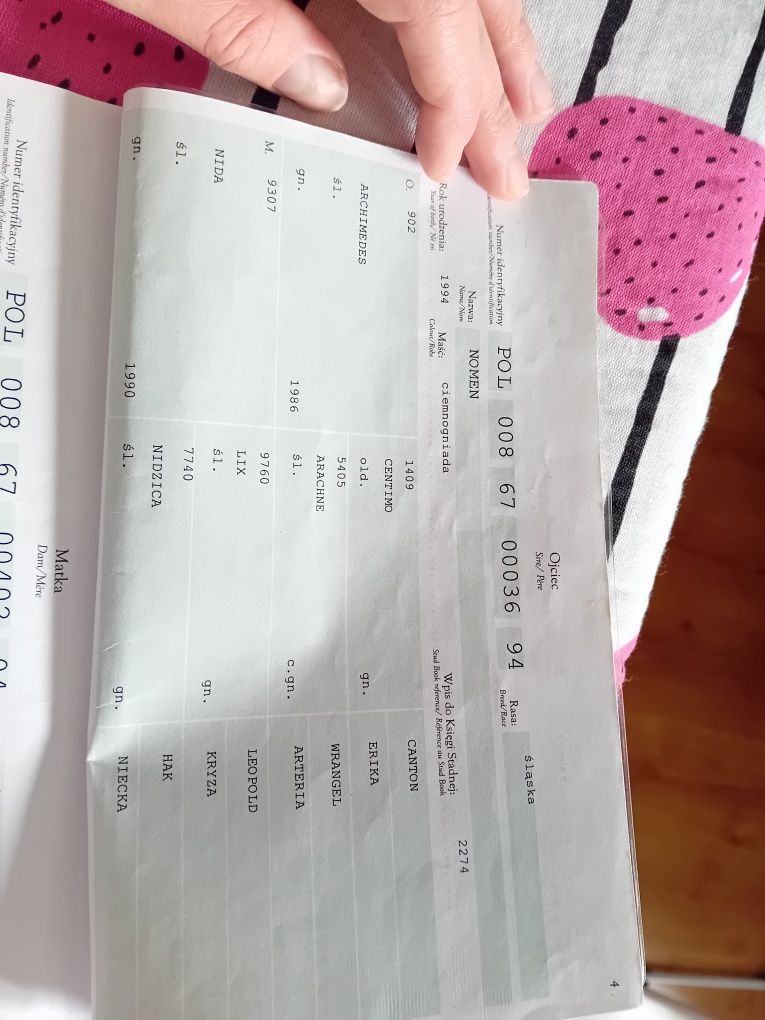 Klacz śląska z rodowodem