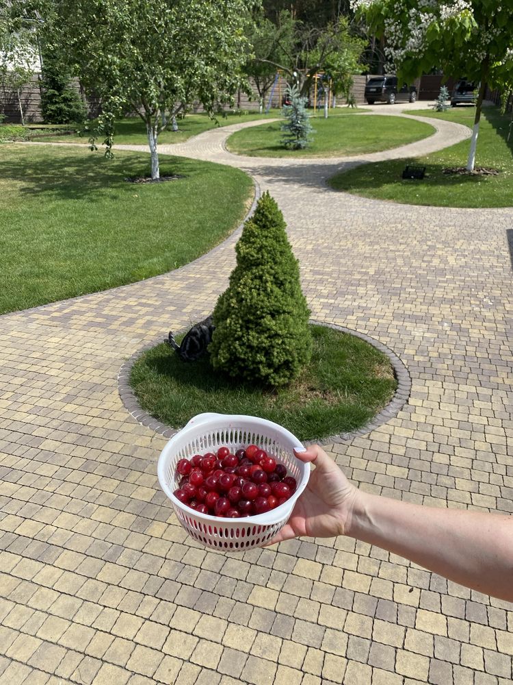 Дача возле Киева. Речка, сосновый лес, озеро.