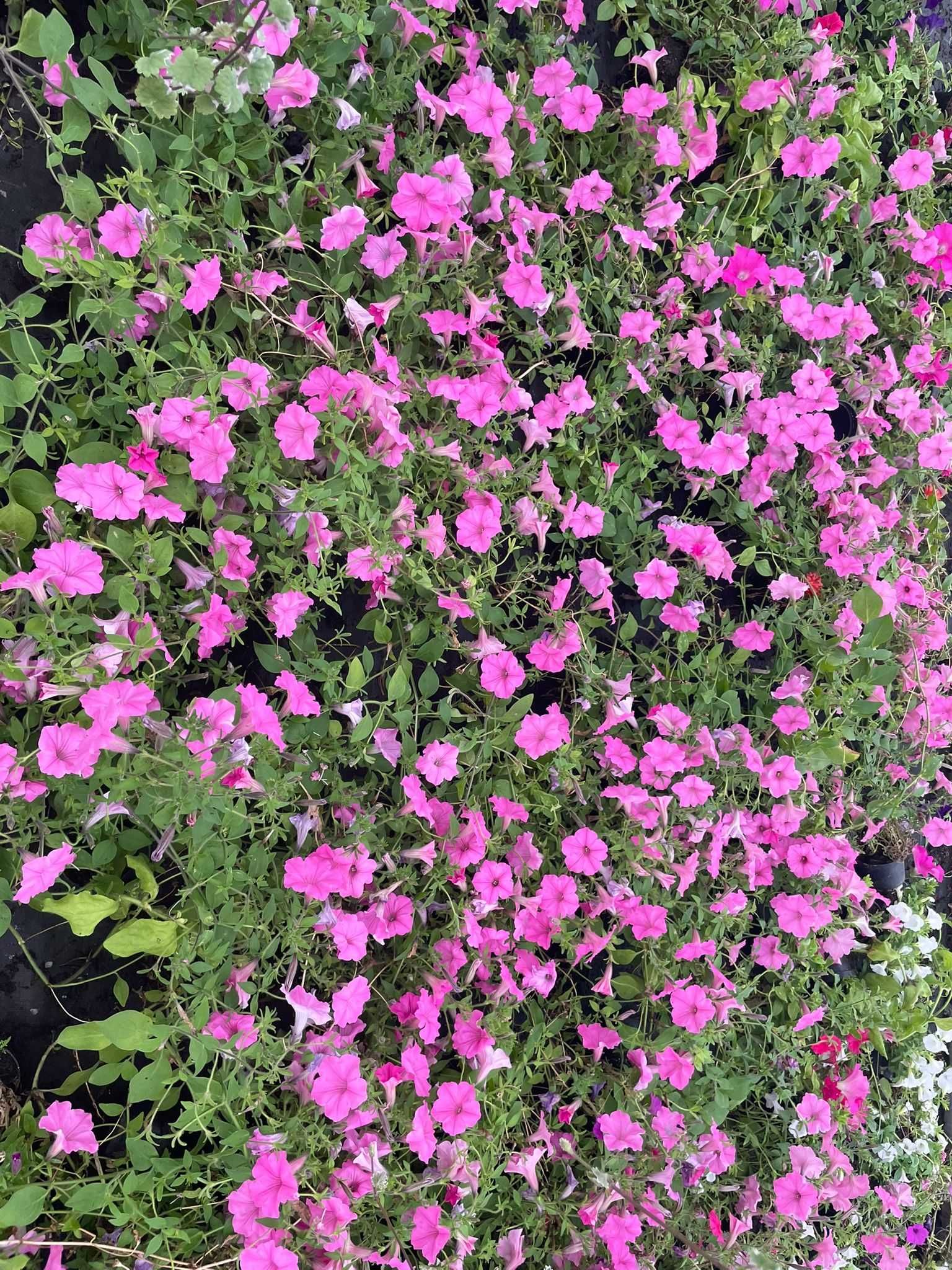 WYPRZEDAŻ / LIKWIDACJA - kwiaty Vista, Pelargonia, Begonia