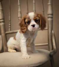 Cavalier King Charles Spaniel piesek szczeniaczek do odbioru