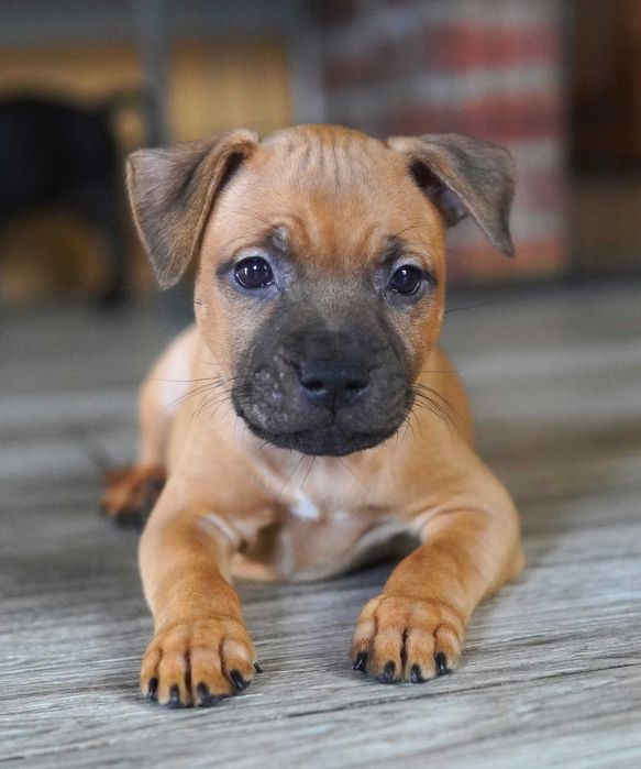 Staffordshire Bull Terrier - suczka