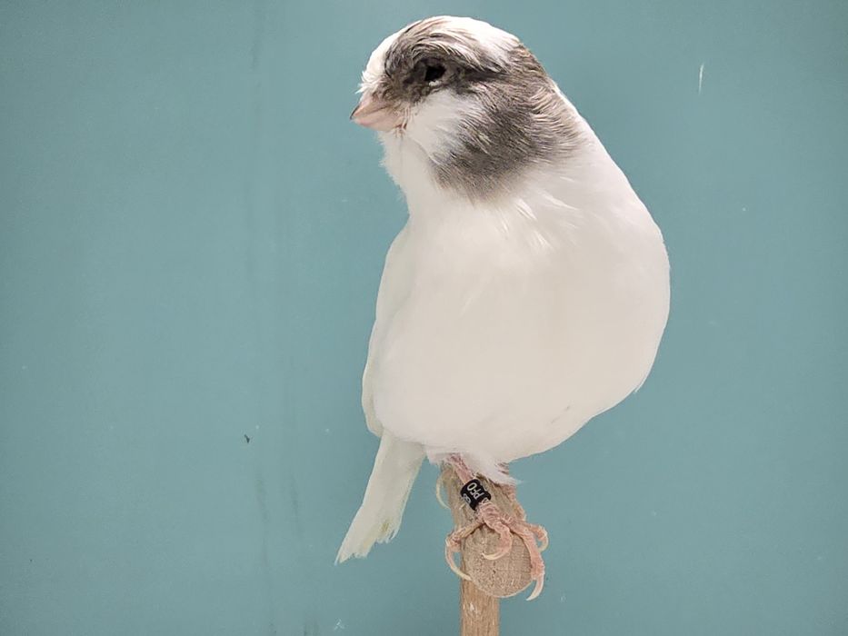 Gloster kanarek kanarki szafir szek 2025 samiec