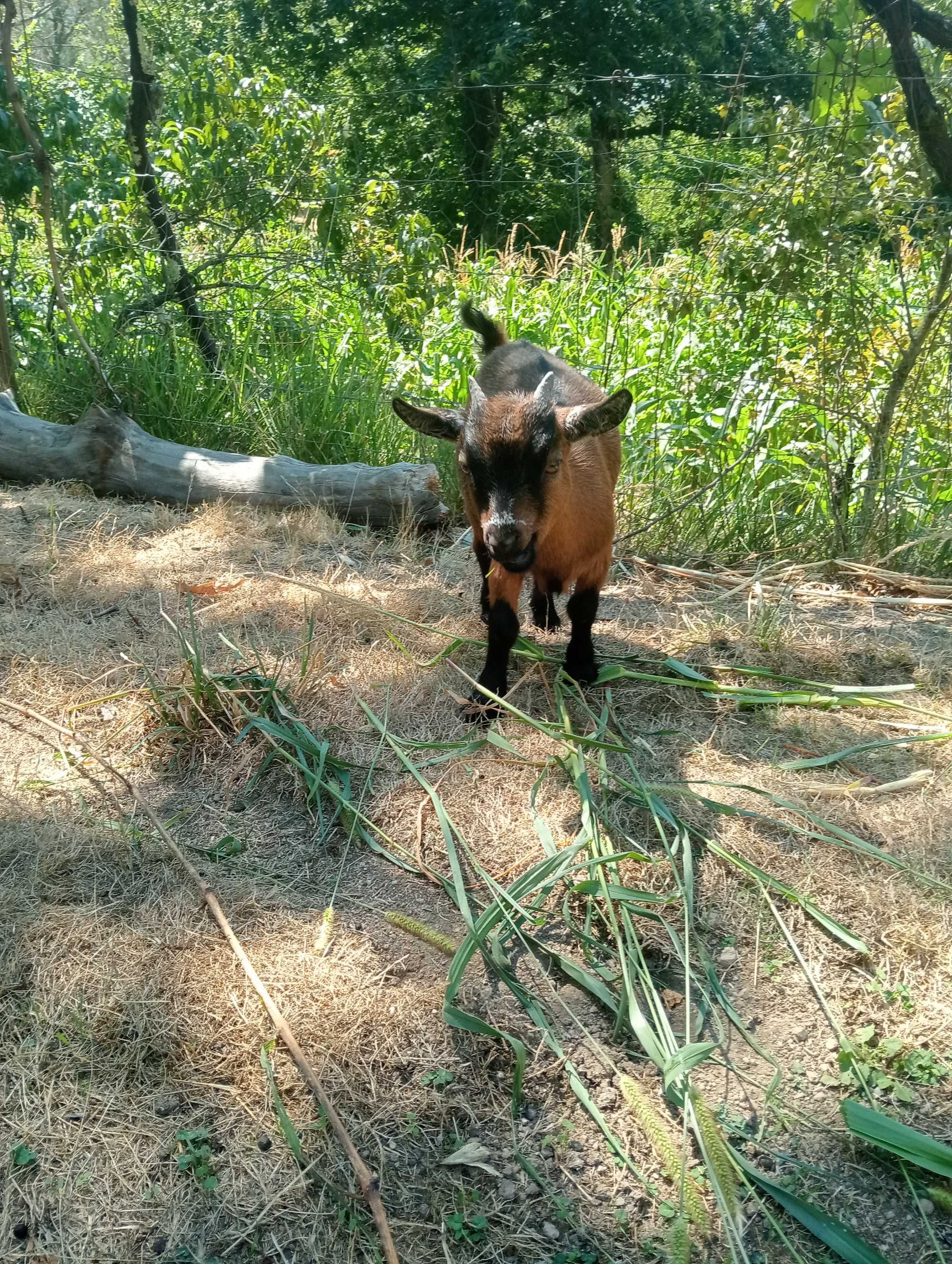 Casal de Cabras anas desparasitadas