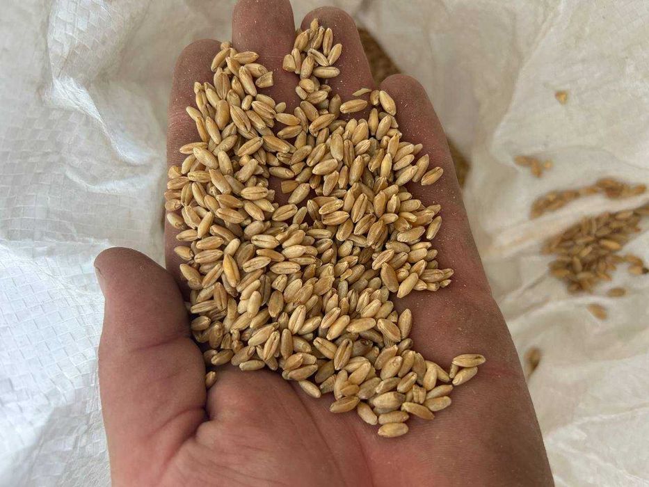 Продам посівну озиму тверду пшеницю