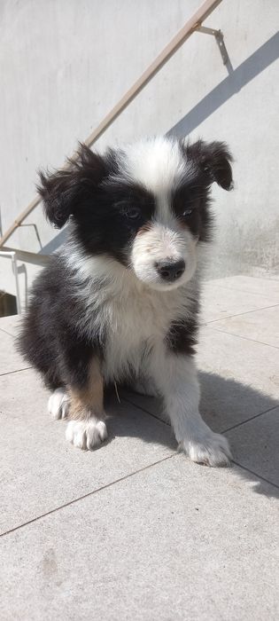 Szczeniak border collie (Piesek)