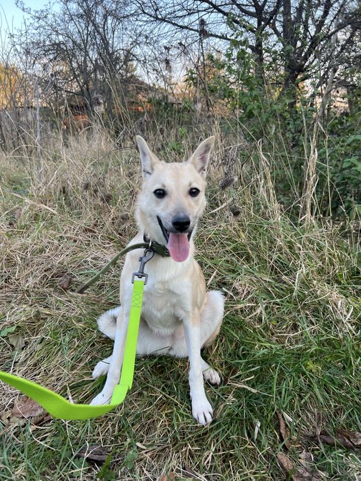 Стерилізовані дівчатка 8 місяців шукають родину!!!