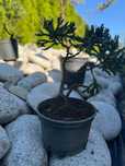 drzewko Bonsai cyprysik, sosna czarna ,cis,jałowiec, laurowiśnia,jodła