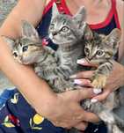 Котята полосатики