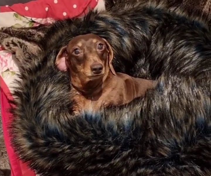 Шоколадні таксята бронювання.