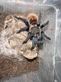 chromatopelma cyaneopubescens samica 4dc