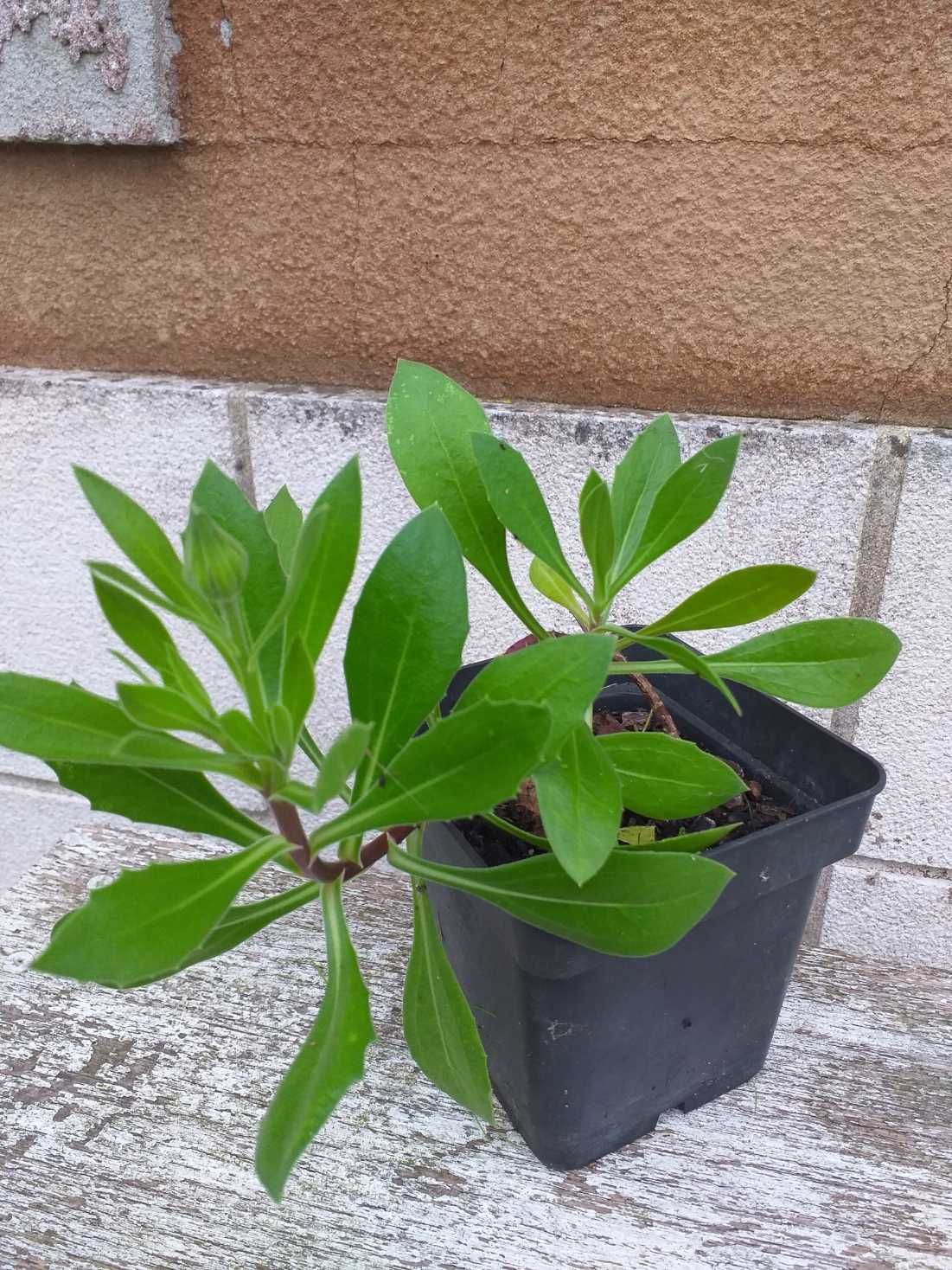 Planta de jardim com flores Dimorfoteca