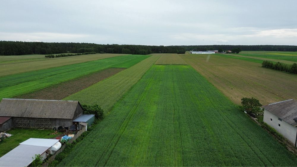 Działka rolno - budowlana 3 h , Komorowo , gmina Rząśnik