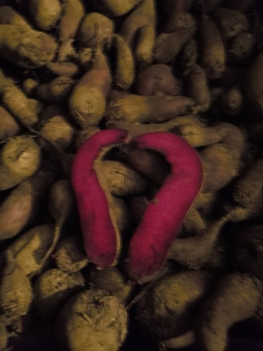 Червоний буряк велетень