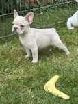 Buldog Francuski