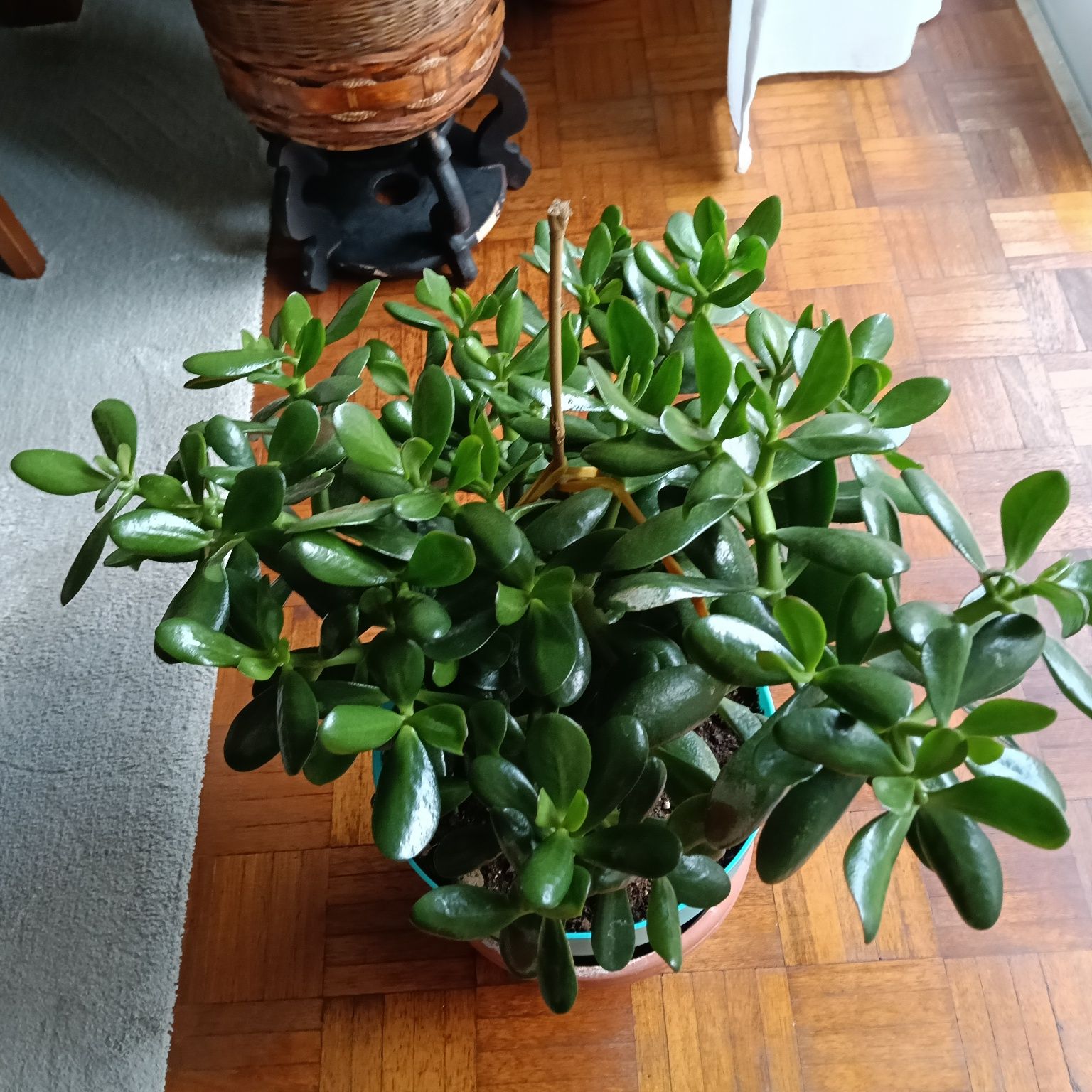 Vendo Planta Jade