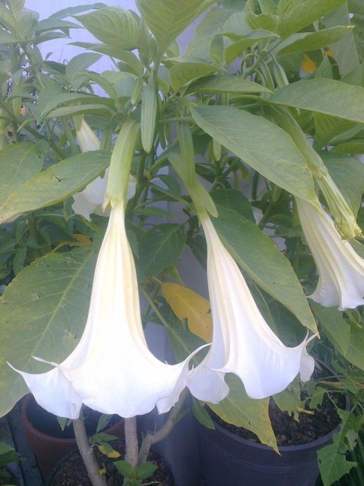 Datura biała, bieluń ,burgmansja, duże okazy