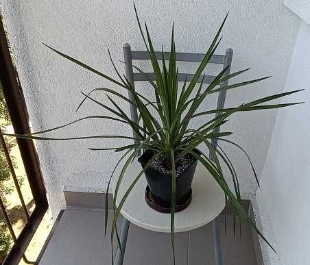 JUKA Yucca Faxoniana- mrozoodporna