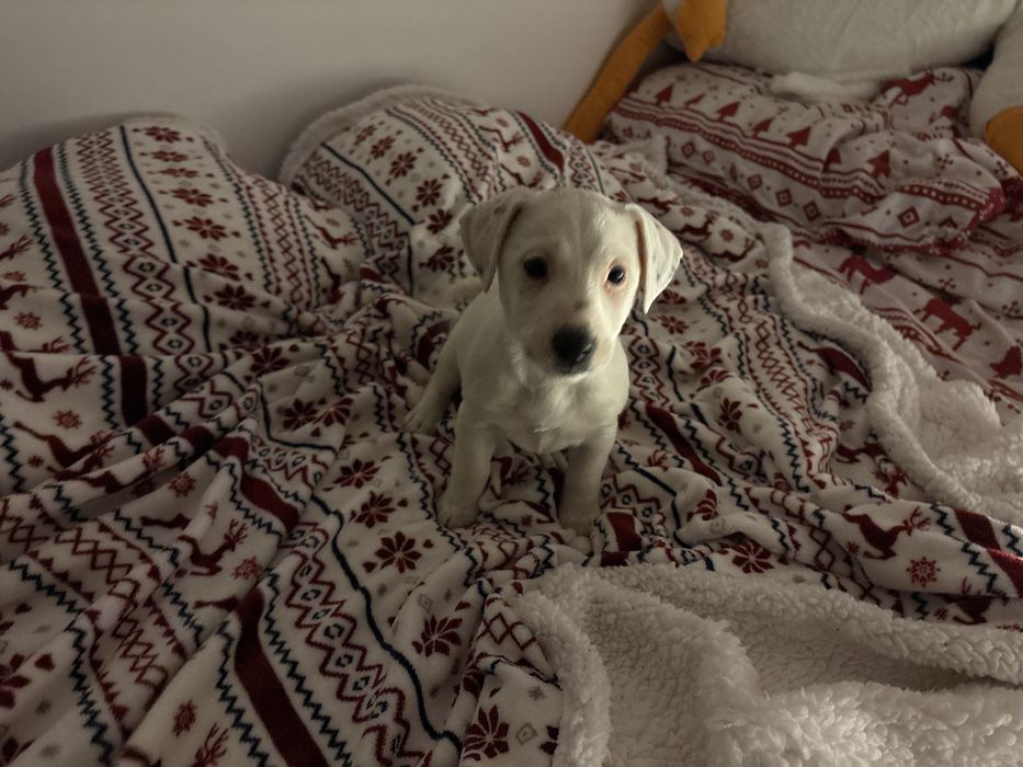 Jack Russel Terrier FCI