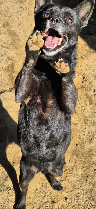 Piesek Około 4 lata