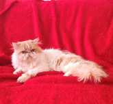 Vendo gato persa 2 anos