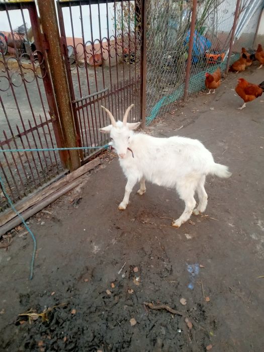 Koza i młode kuzki saksonskie