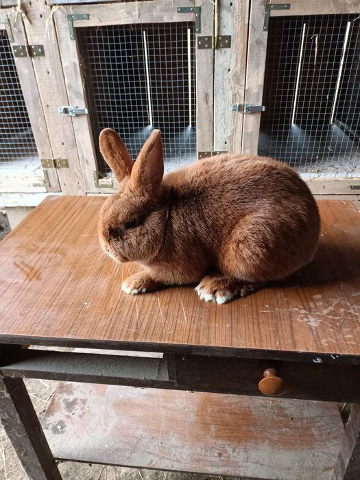 Króliki tuszki Nowozelandzkie czerwone