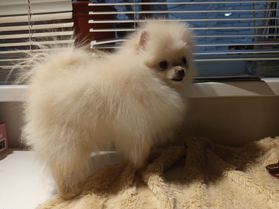 Померанський Шпіц