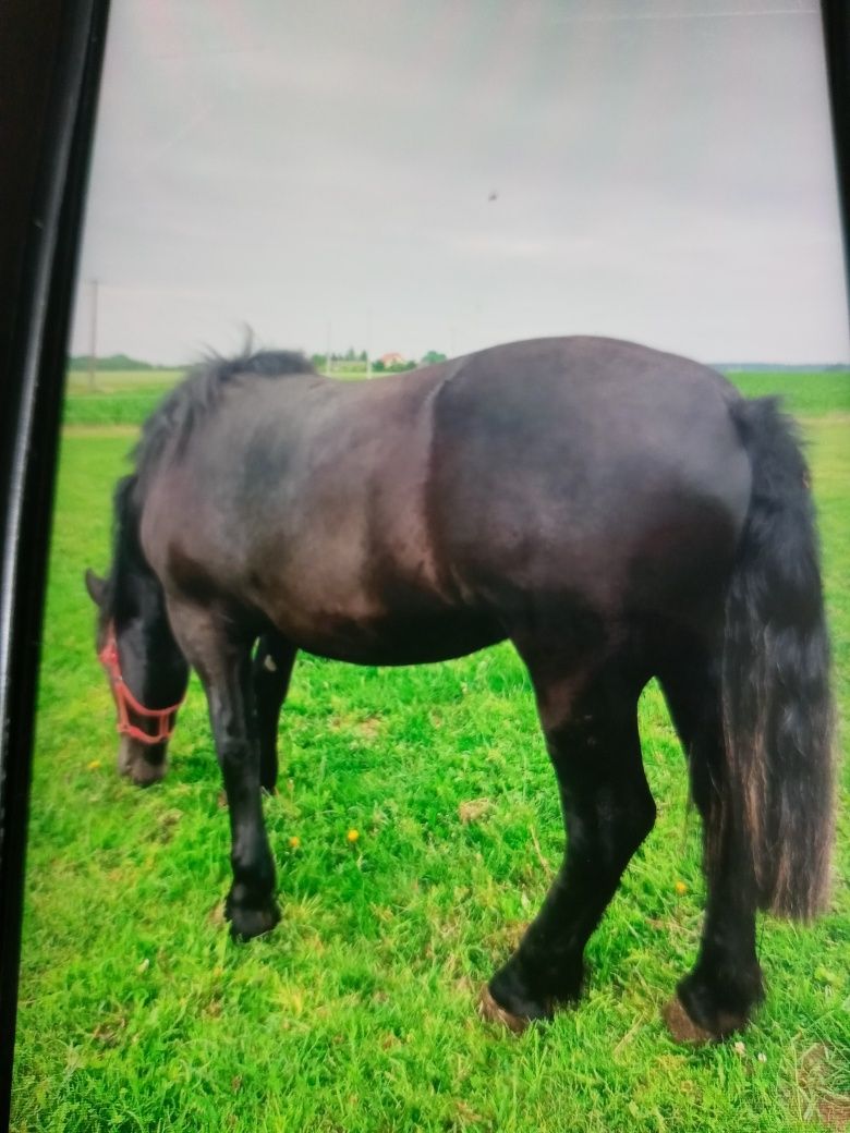 Sprzedam źrebice zimnokrwistą