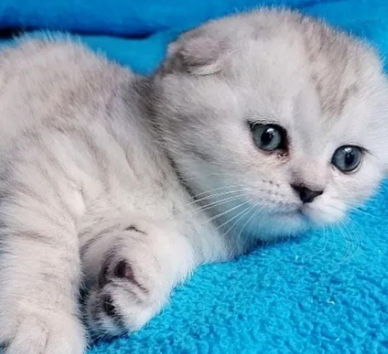 Gatinho para venda