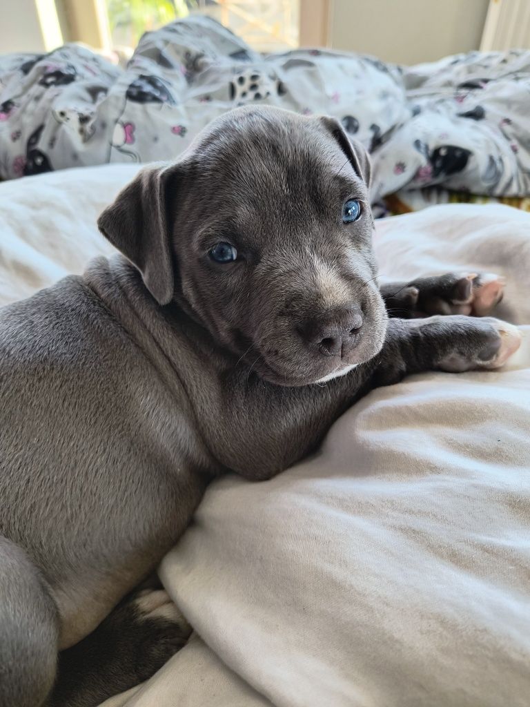 Amstaff Staffordshire Terrier piesek błękitny
