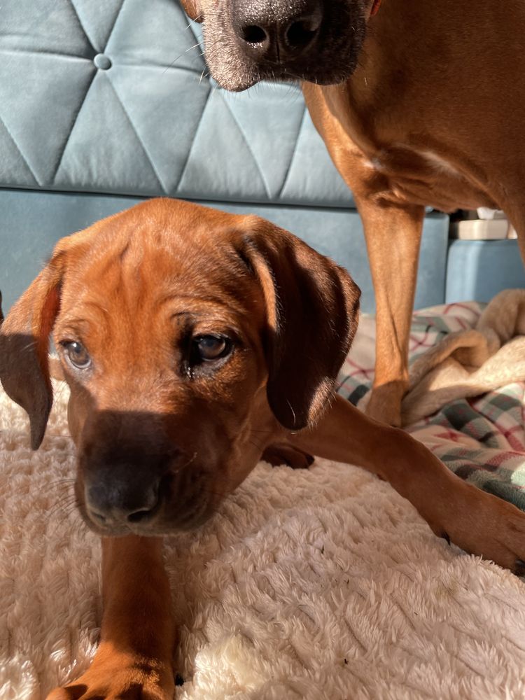 Rhodesian ridgeback rodezjan z pręgom szczenię szczeniaczek puppy ZKwP