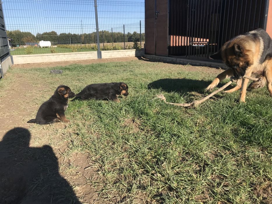 Szczeniaki Owczarek Niemiecki krotkowlosy FCI